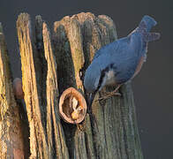 Eurasian Nuthatch