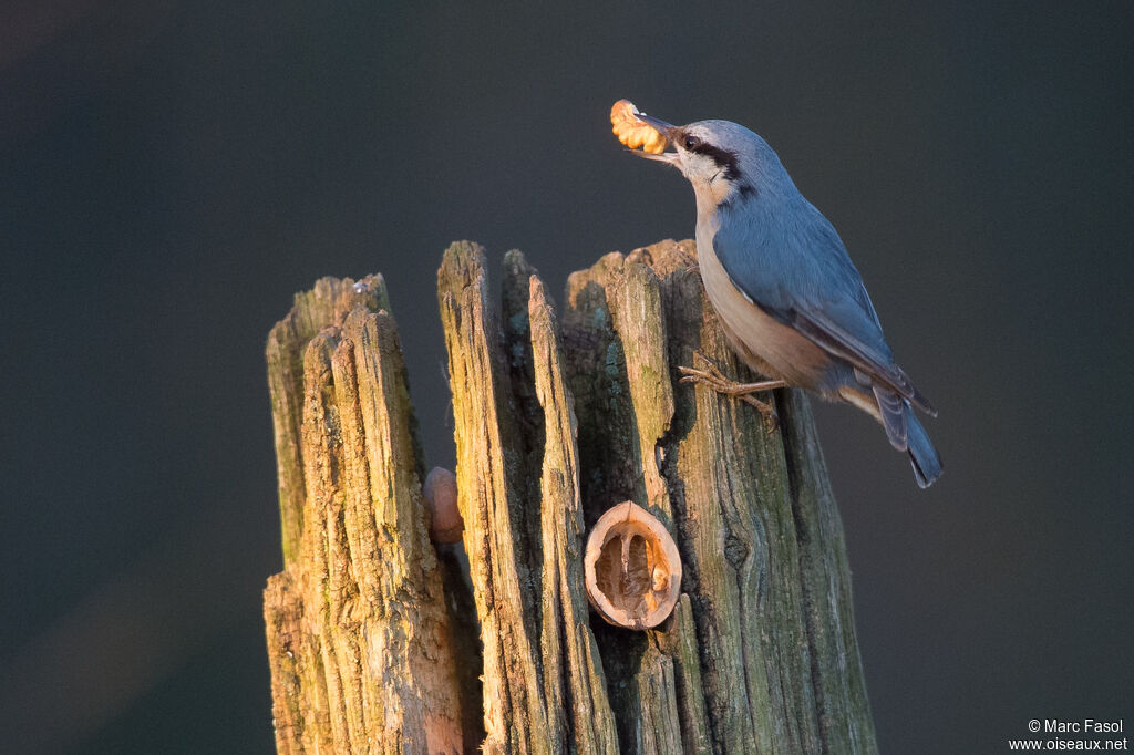 Eurasian Nuthatchadult, identification, feeding habits, eats