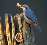 Eurasian Nuthatch