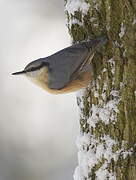 Eurasian Nuthatch