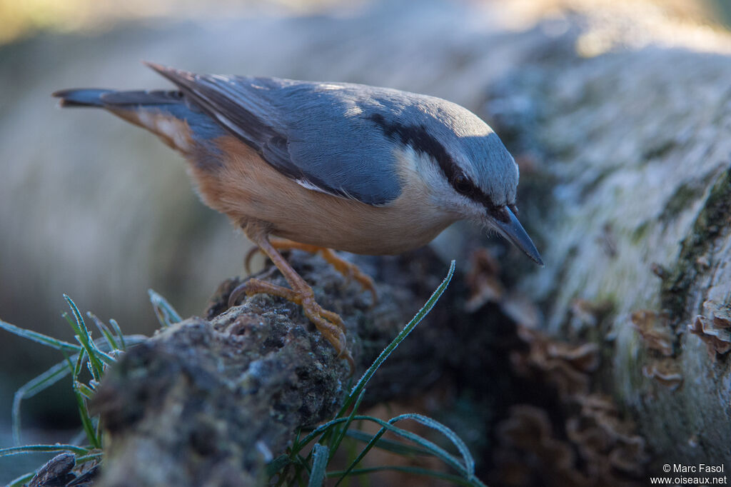 Eurasian Nuthatchadult, identification