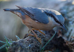 Eurasian Nuthatch