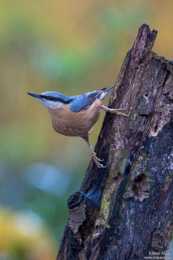 Eurasian Nuthatchadult, identification