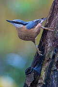 Eurasian Nuthatch