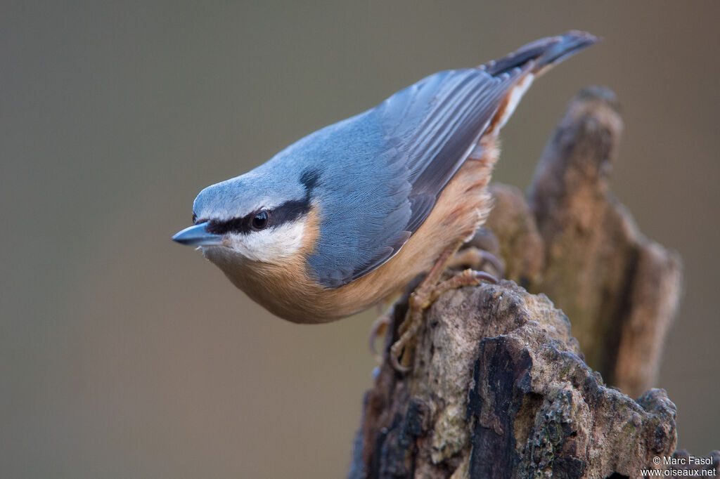 Eurasian Nuthatchadult, identification