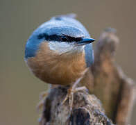 Eurasian Nuthatch