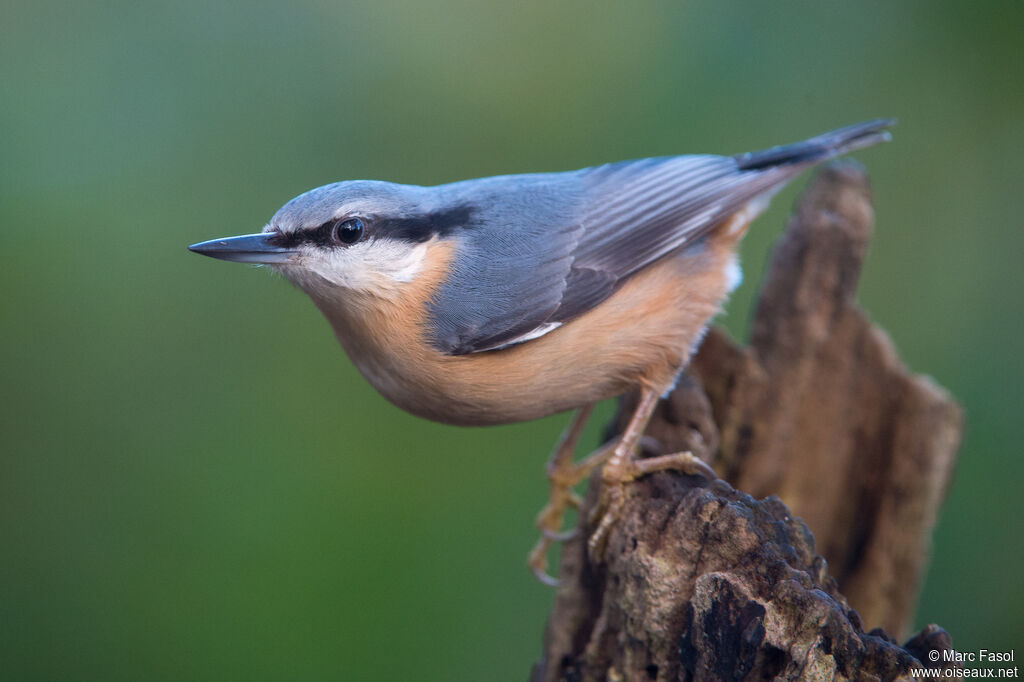 Eurasian Nuthatchadult, identification