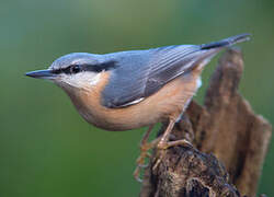 Eurasian Nuthatch