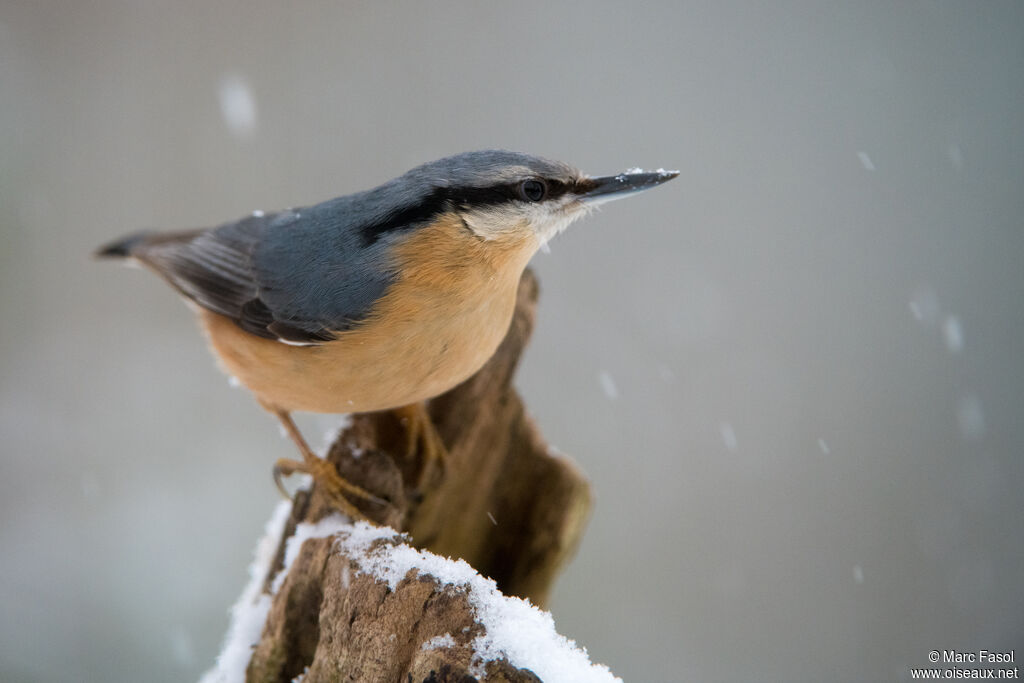 Eurasian Nuthatchadult, identification