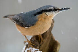 Eurasian Nuthatch