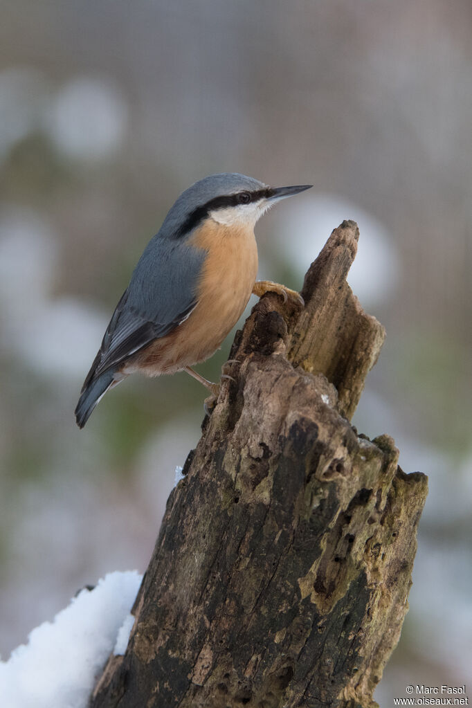 Eurasian Nuthatchadult, identification