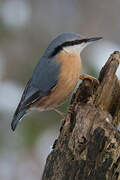 Eurasian Nuthatch