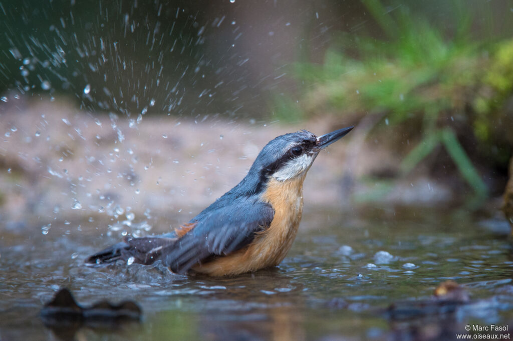 Eurasian Nuthatchadult, care