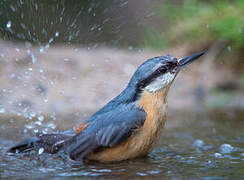 Eurasian Nuthatch