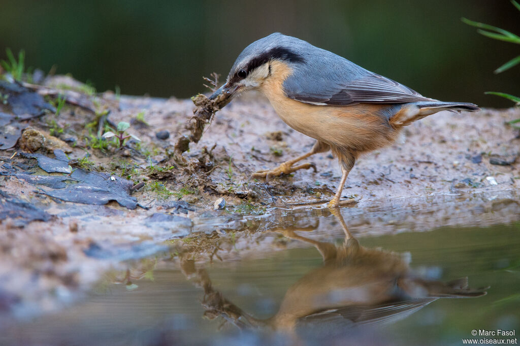 Eurasian Nuthatchadult, identification, Reproduction-nesting