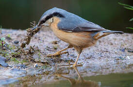 Eurasian Nuthatch