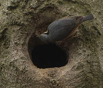 Eurasian Nuthatch