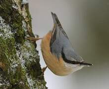 Eurasian Nuthatch