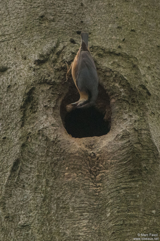 Eurasian Nuthatchadult, Reproduction-nesting