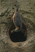 Eurasian Nuthatch