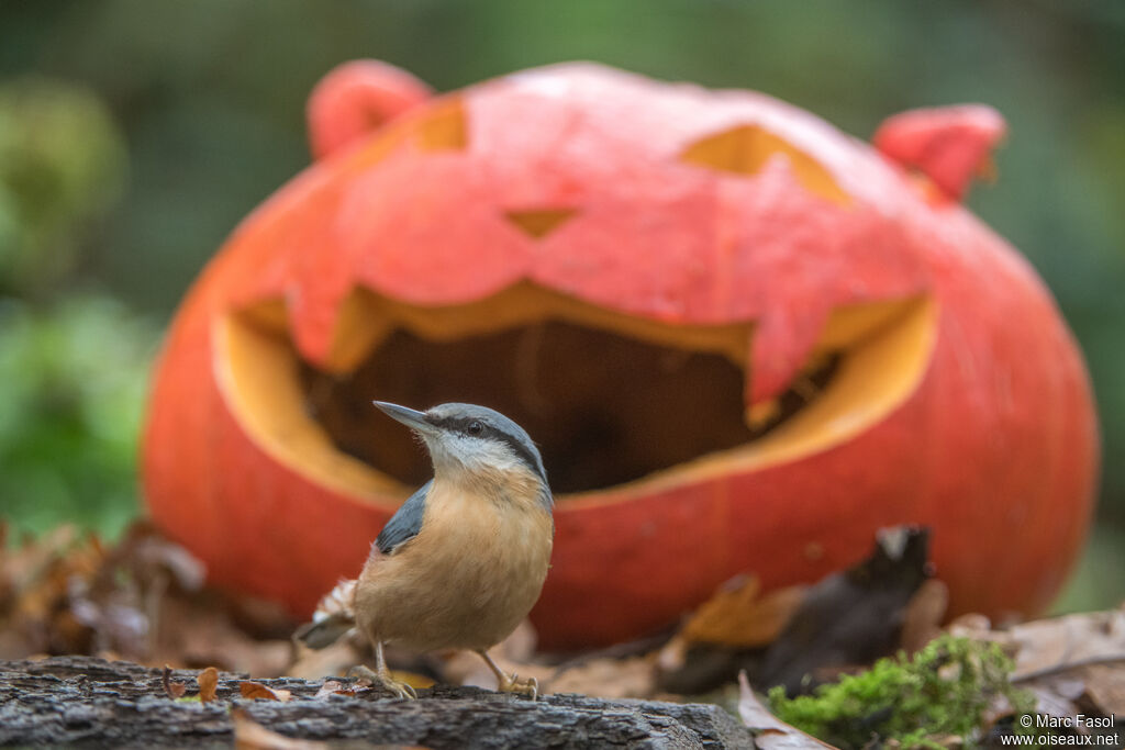Eurasian Nuthatchadult, identification, eats