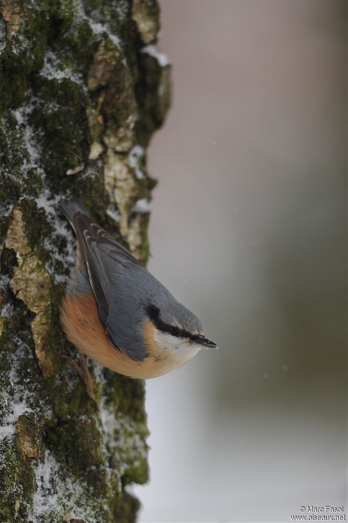 Eurasian Nuthatchadult post breeding, Behaviour