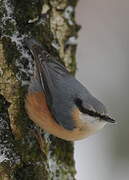 Eurasian Nuthatch