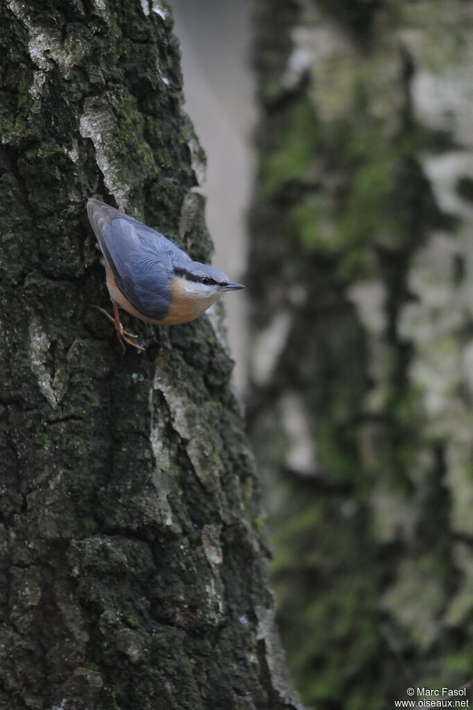 Eurasian Nuthatchadult post breeding, identification, Behaviour