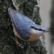 Eurasian Nuthatch