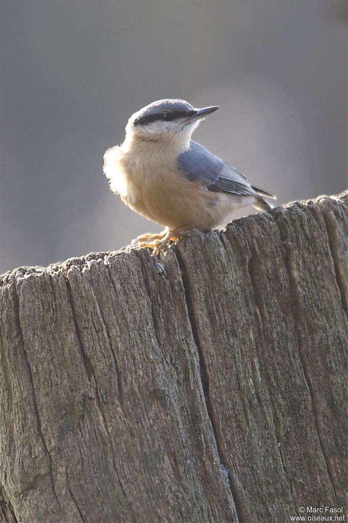 Eurasian Nuthatchadult post breeding, identification, Behaviour