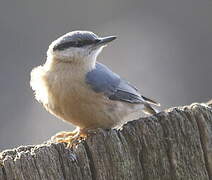 Eurasian Nuthatch