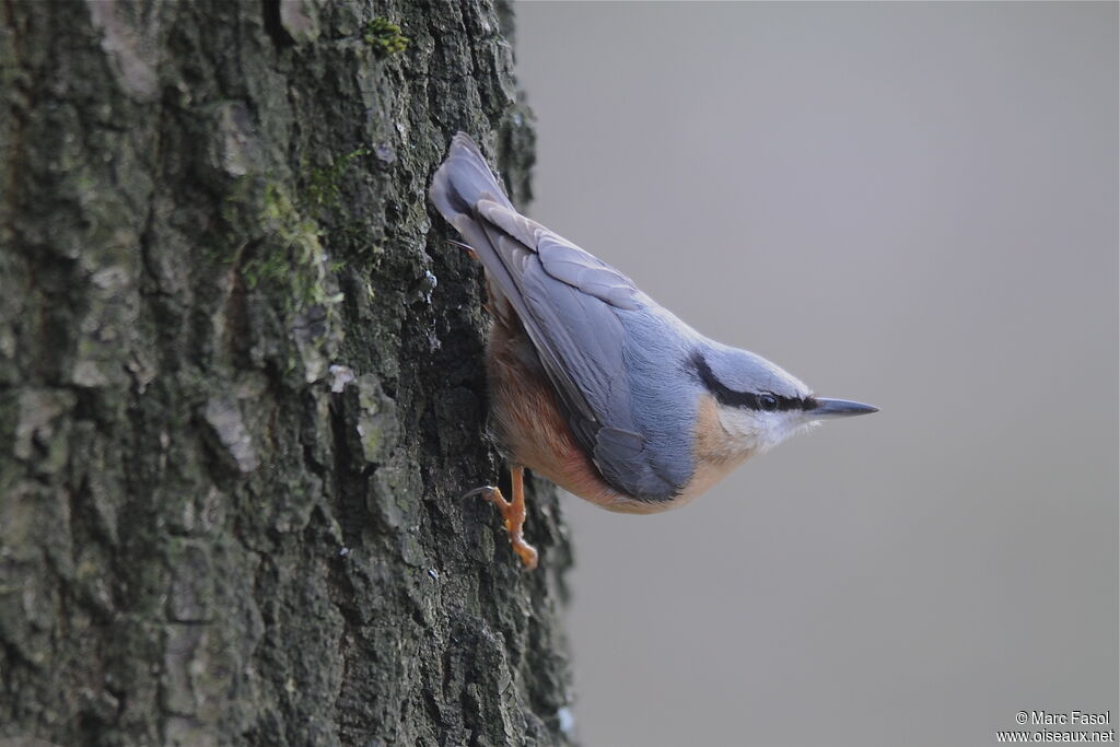 Eurasian Nuthatchadult, identification, Behaviour