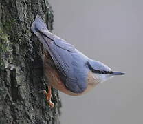 Eurasian Nuthatch