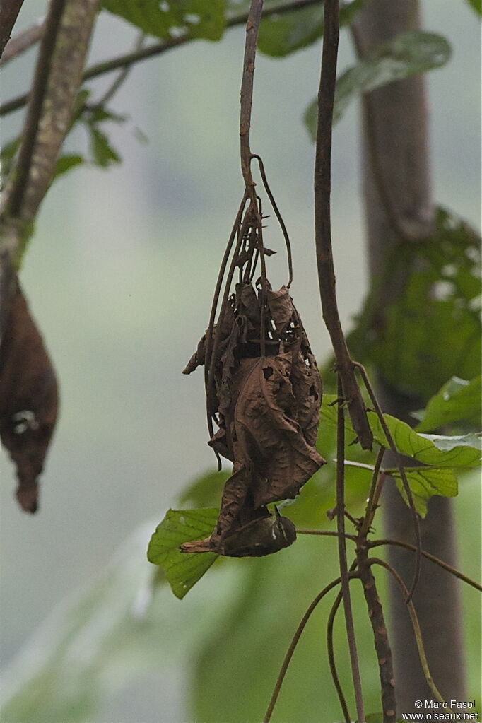 Plain Xenopsadult, identification, Behaviour