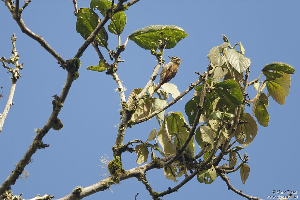 Streaked Xenopsadult, identification, feeding habits, Behaviour