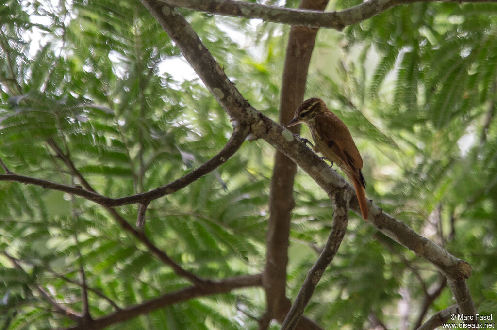 Sittine striéeadulte, identification, mange