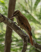 Streaked Xenops