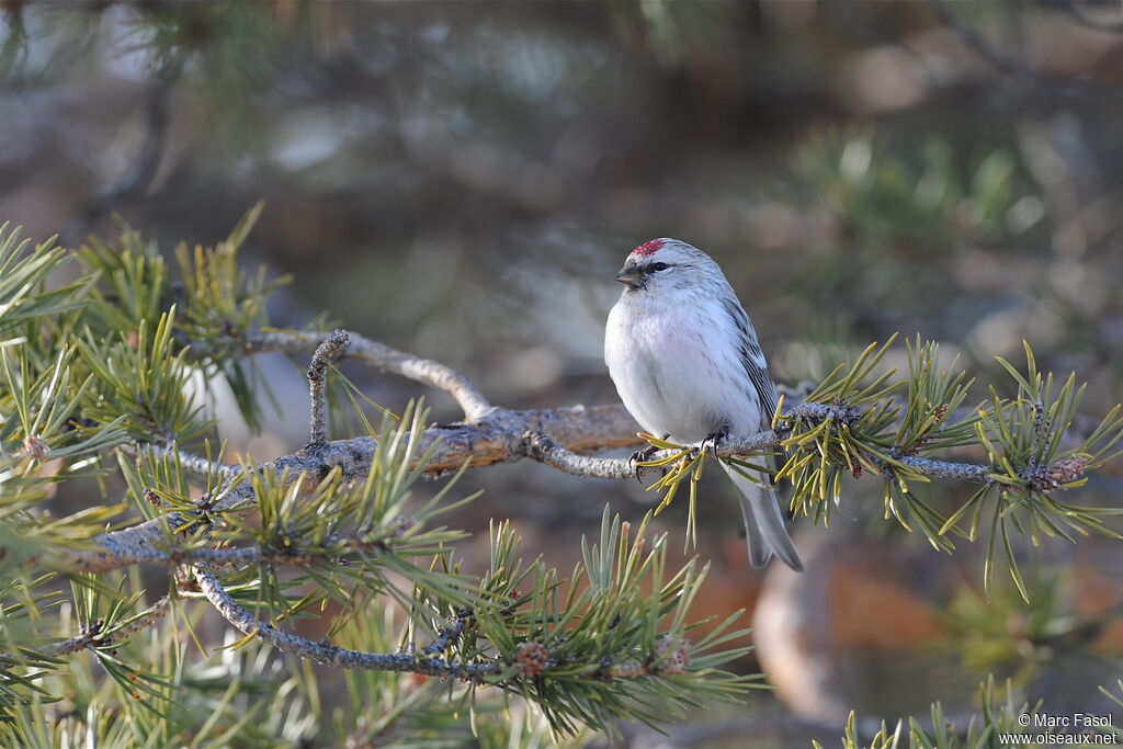 Redpoll (hornemanni) male adult breeding, habitat, pigmentation