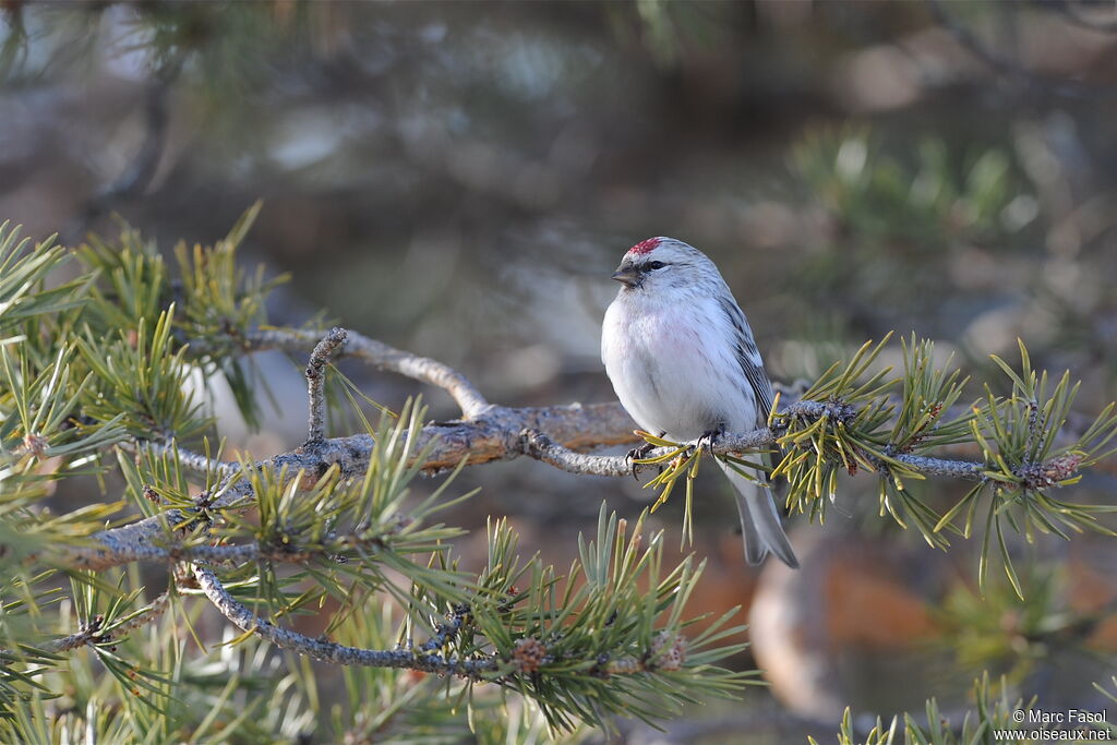 Arctic Redpoll male adult breeding, habitat, pigmentation