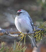 Arctic Redpoll