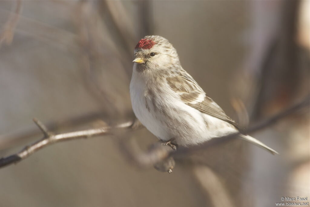 Redpoll (hornemanni) female adult breeding, identification