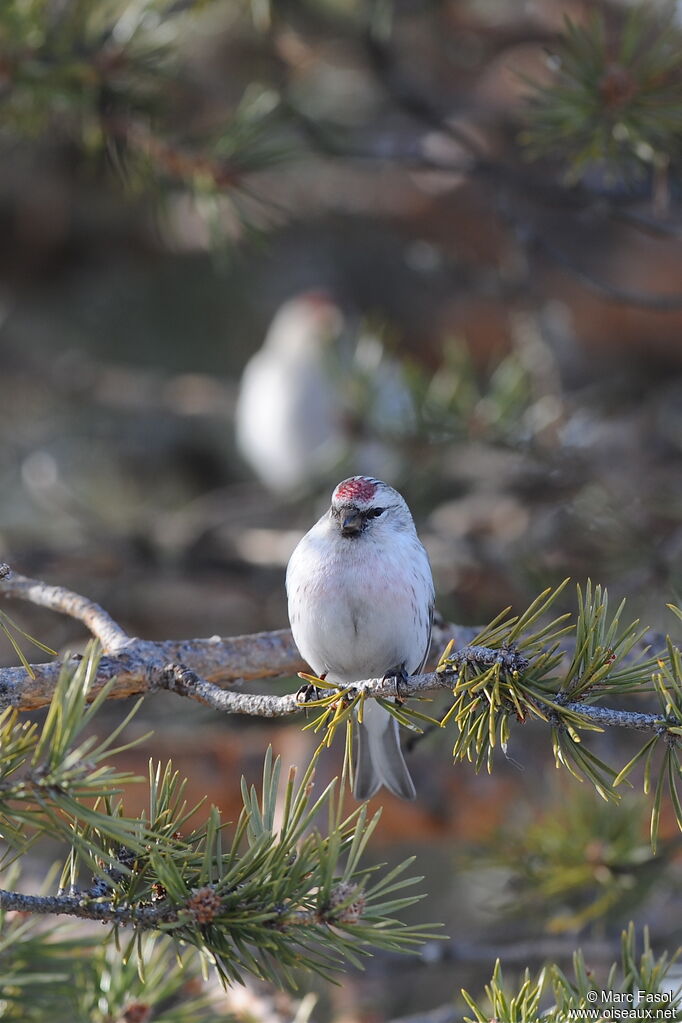Redpoll (hornemanni)adult, identification