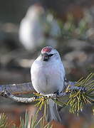 Arctic Redpoll