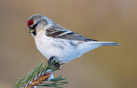 Arctic Redpoll