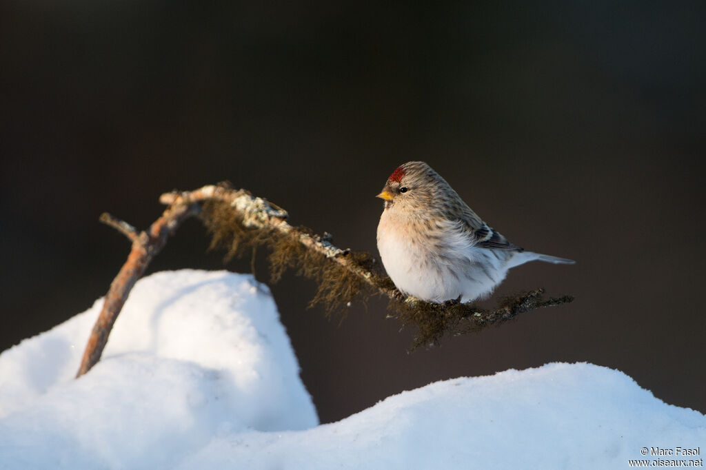 Redpoll (hornemanni) male adult breeding, identification