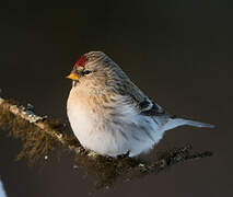 Arctic Redpoll