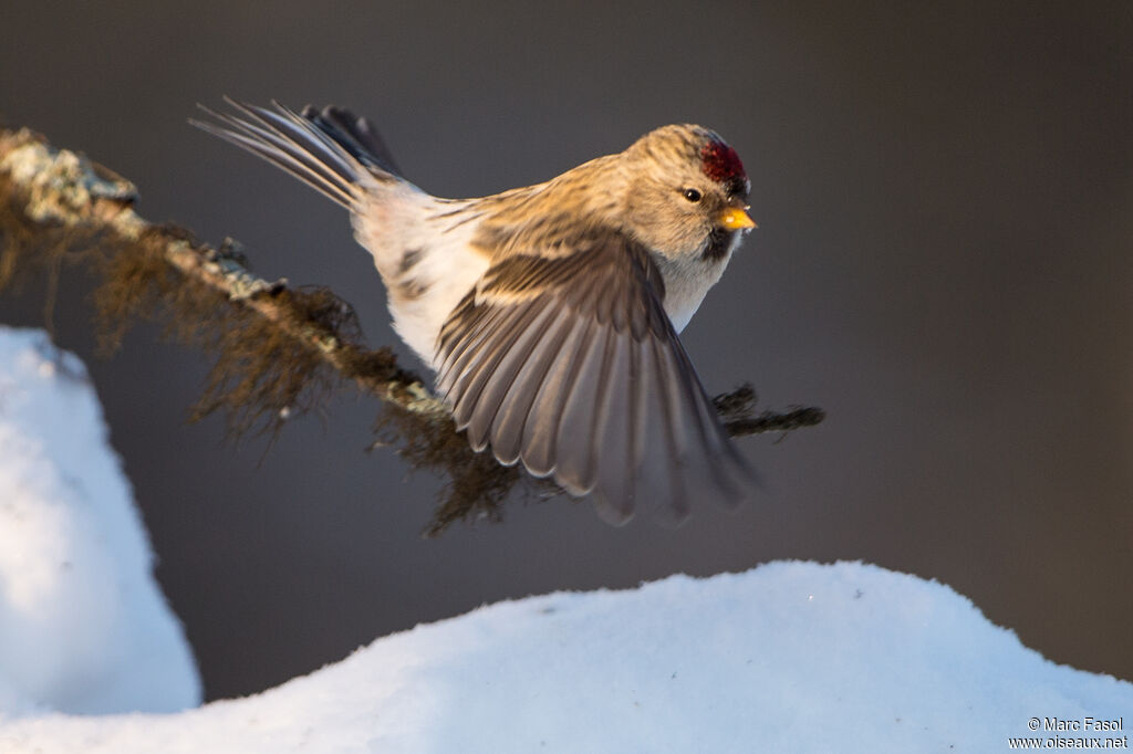 Redpoll (hornemanni) male adult breeding, Flight