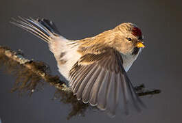 Arctic Redpoll