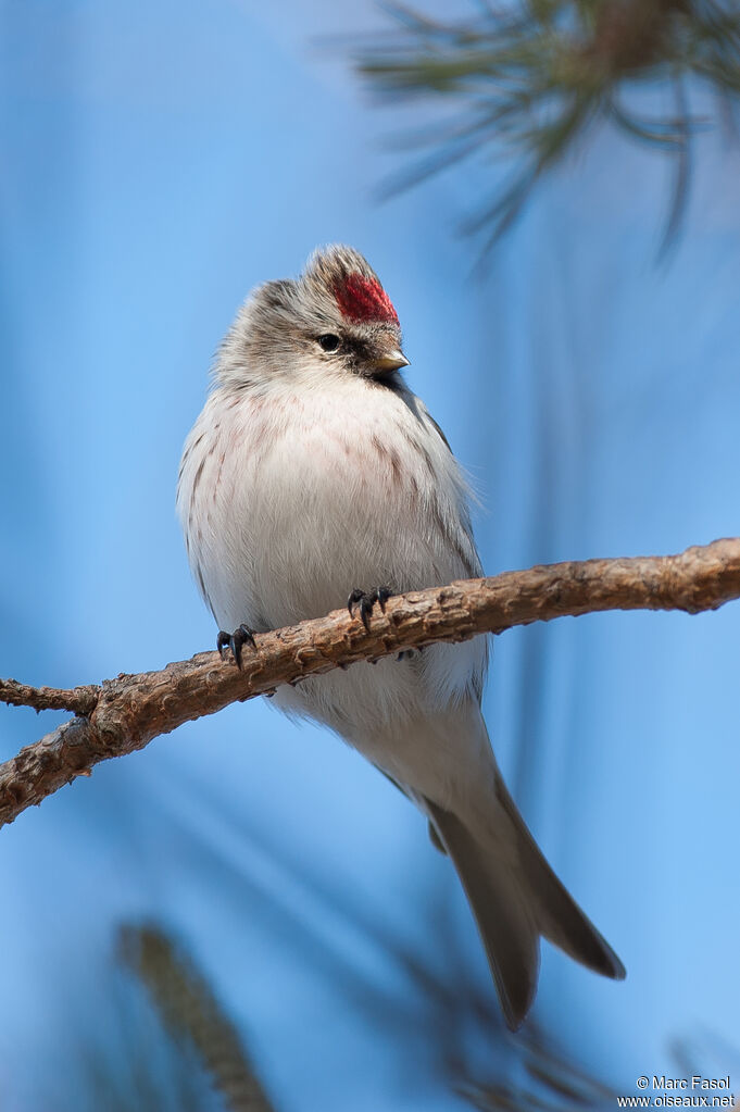 Arctic Redpoll male adult