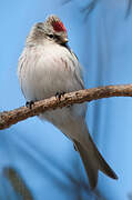 Arctic Redpoll